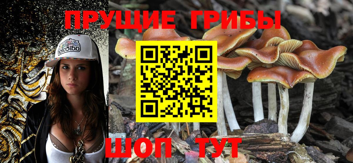 Псилоцибиновые грибы прущие грибы Ленинск-Кузнецкий
